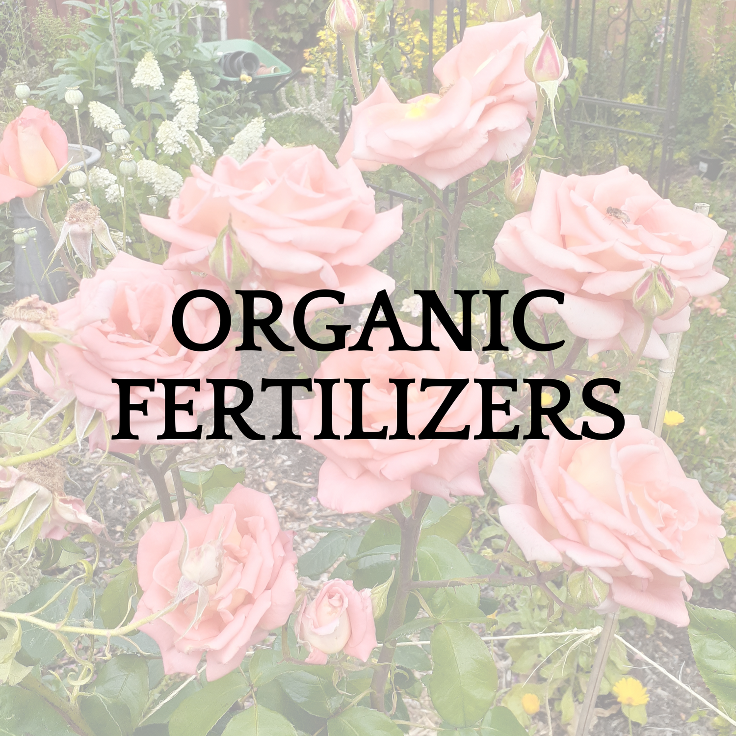 Organic Fertilizers