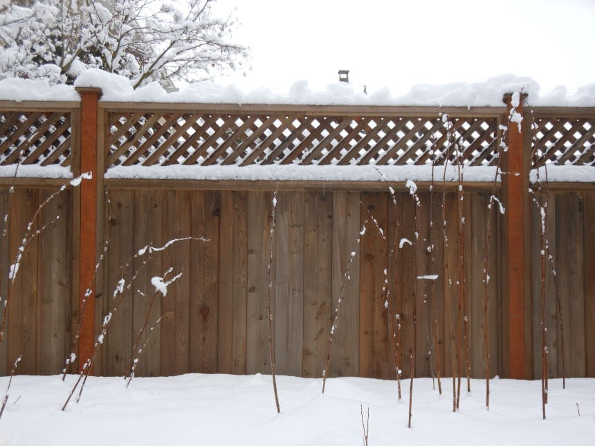 Fence Winter